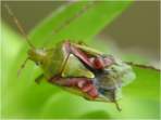 Zdj�cie Nr   113